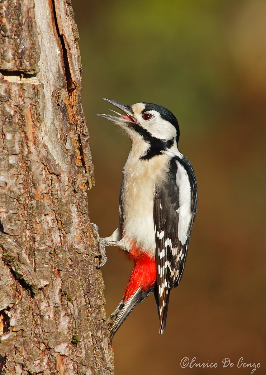 Woodpecker