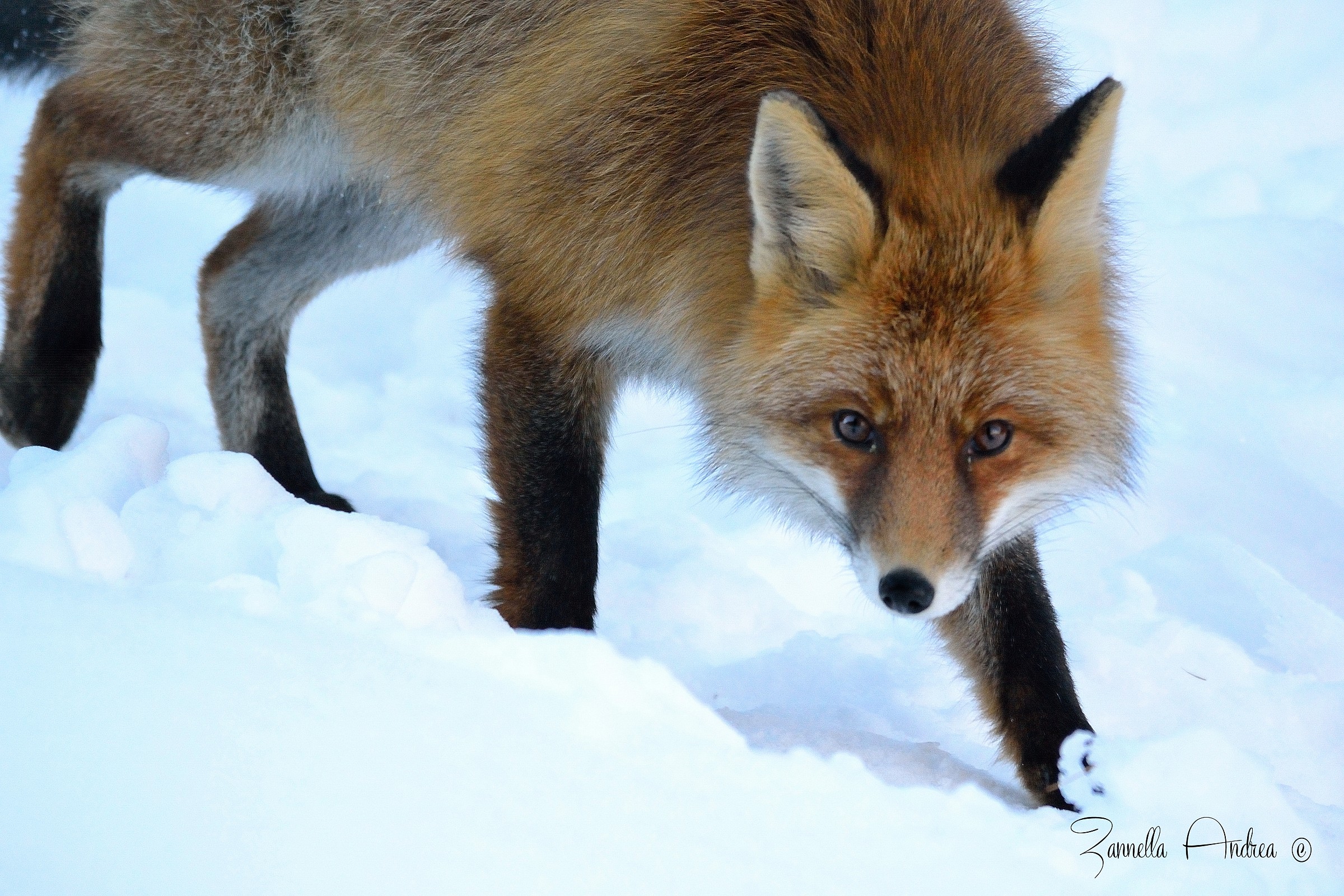 Gli occhi della volpe