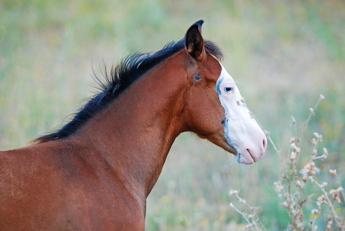 Il Puledro del Lollo