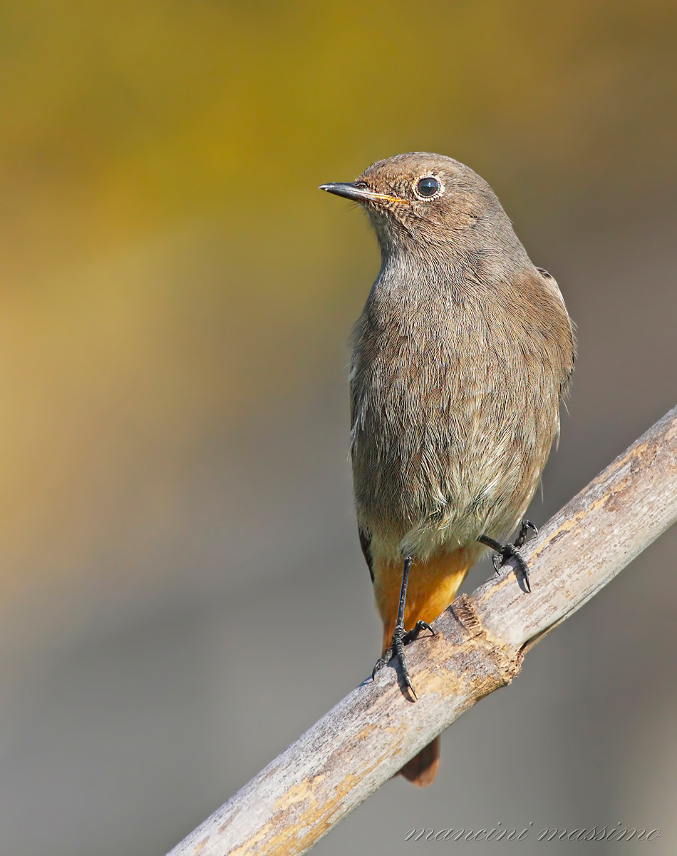 codirosso spazzacamino (Phoenicurus ochruros) F II