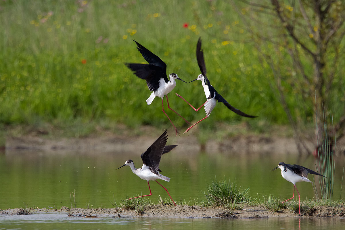 I quattro cavalieri...del lago
