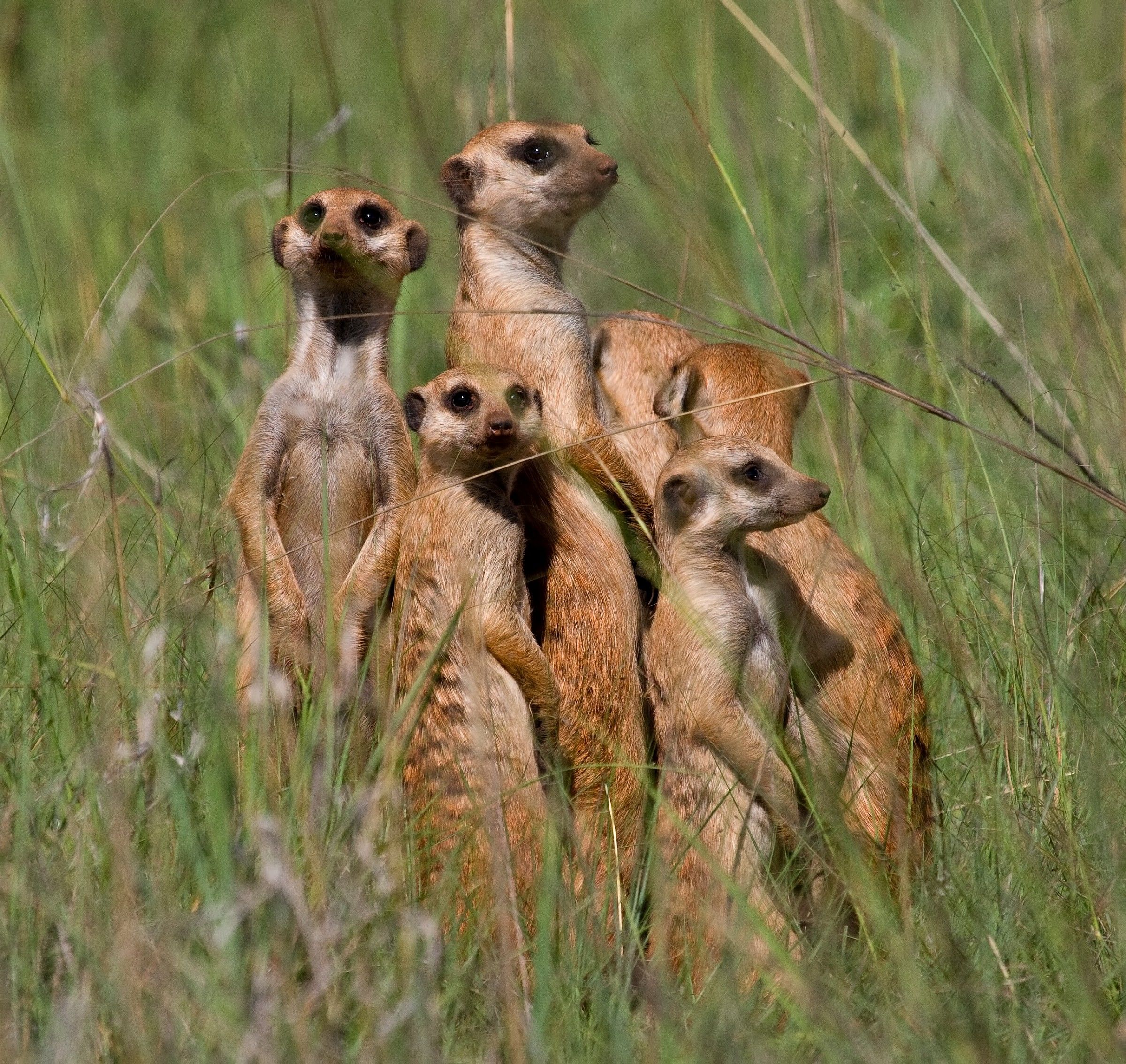 Meerkat Family