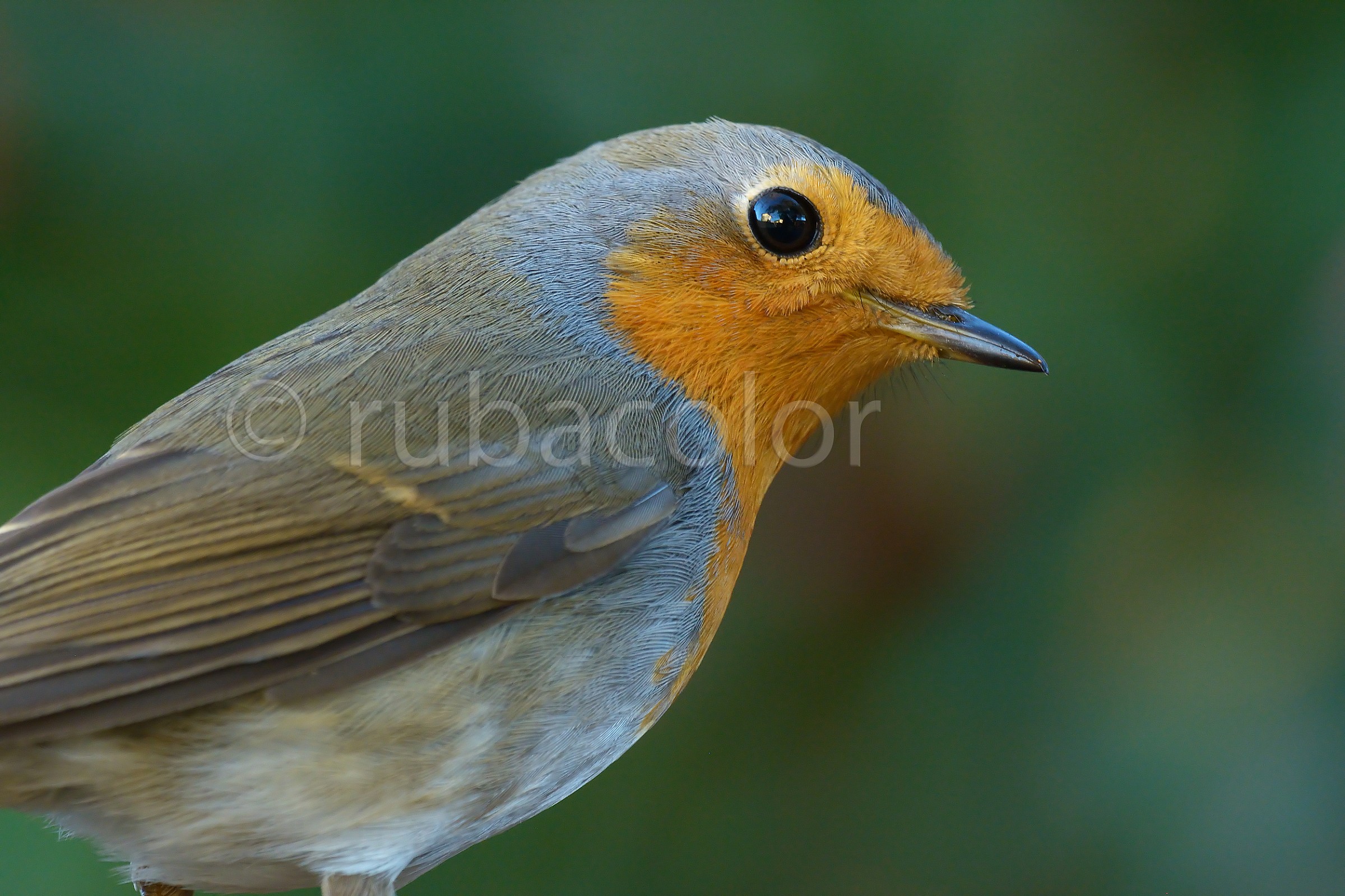 Robin with another macro
