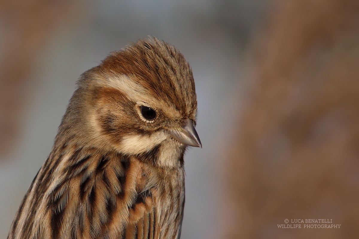 Portrait of a Reed Bunting