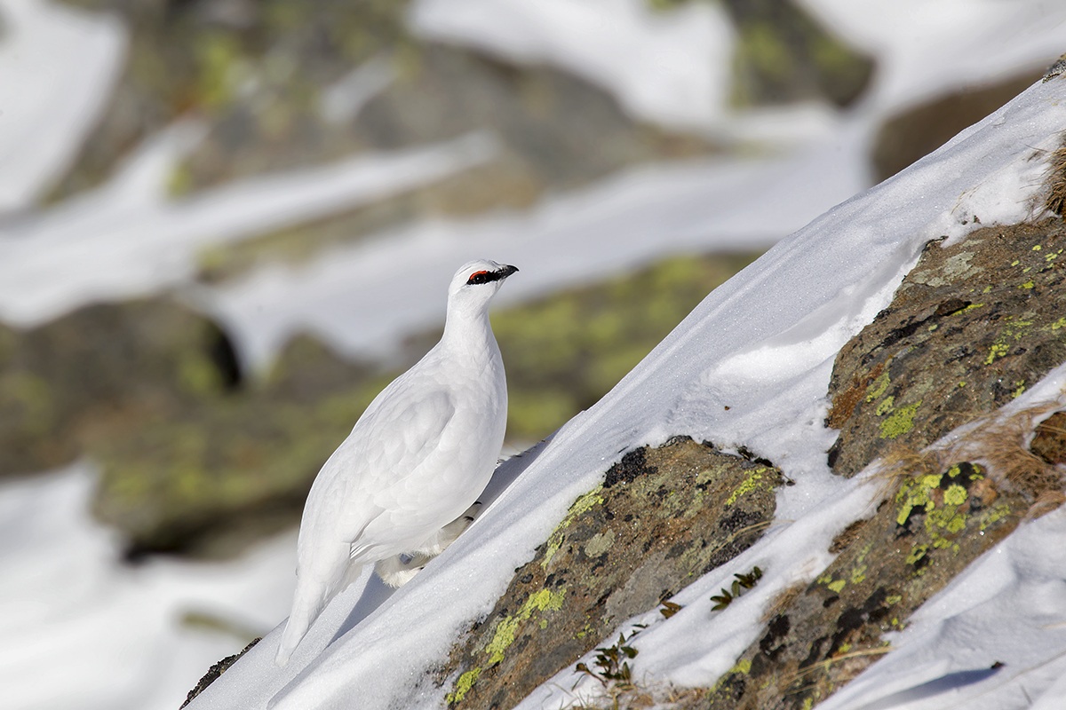 ptarmigan