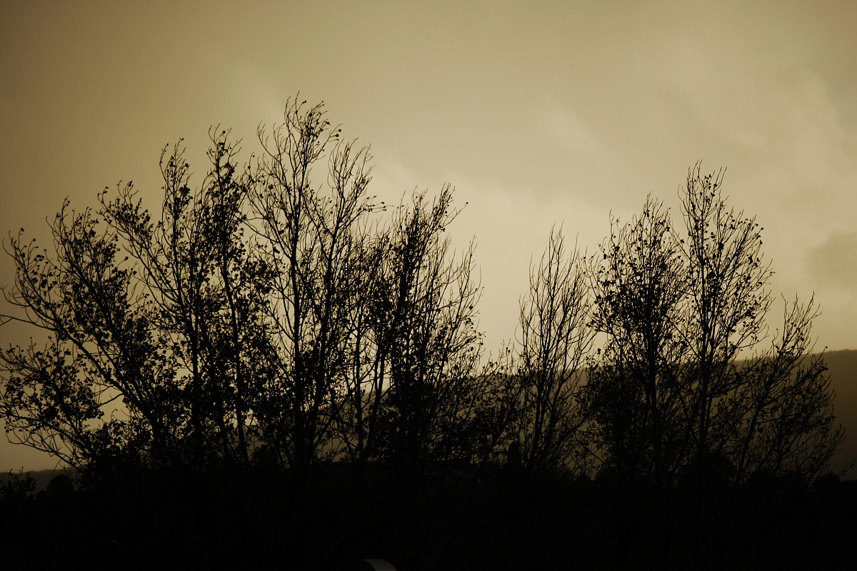 la silhouette della natura