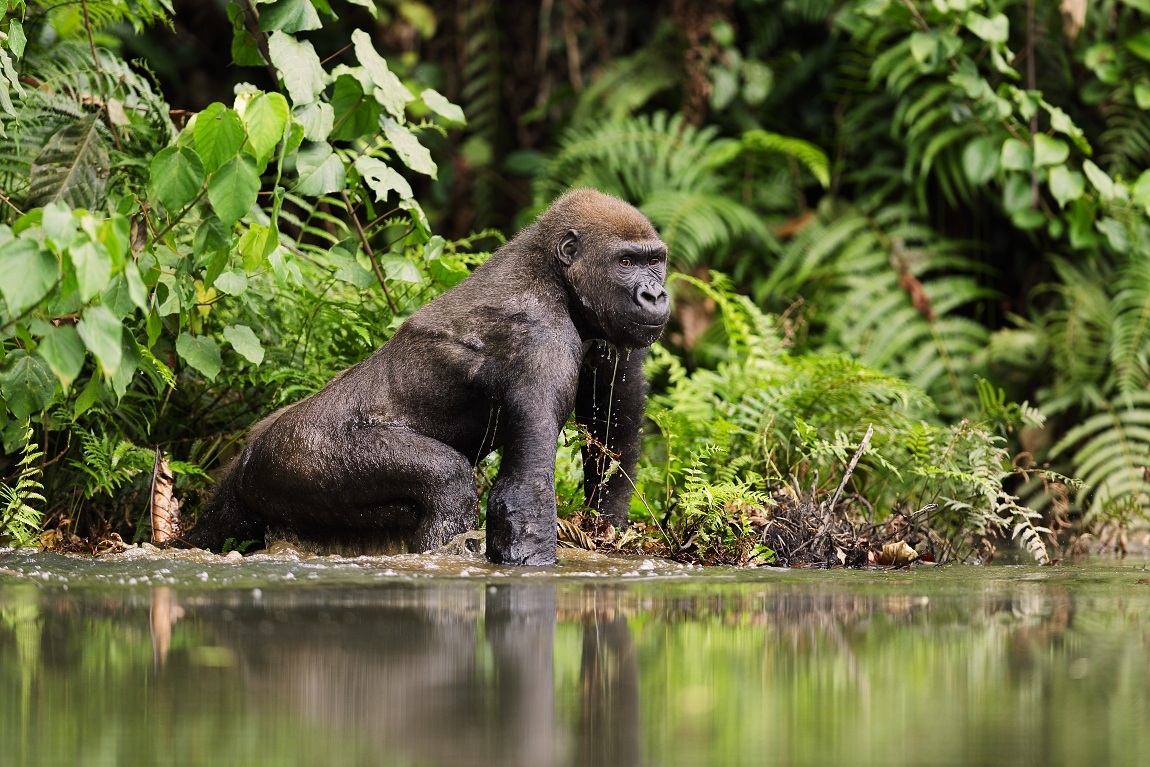 Gorilla di pianura occidentale