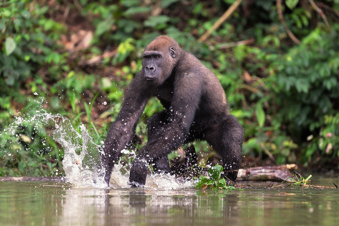 Gorilla di pianura occidentale