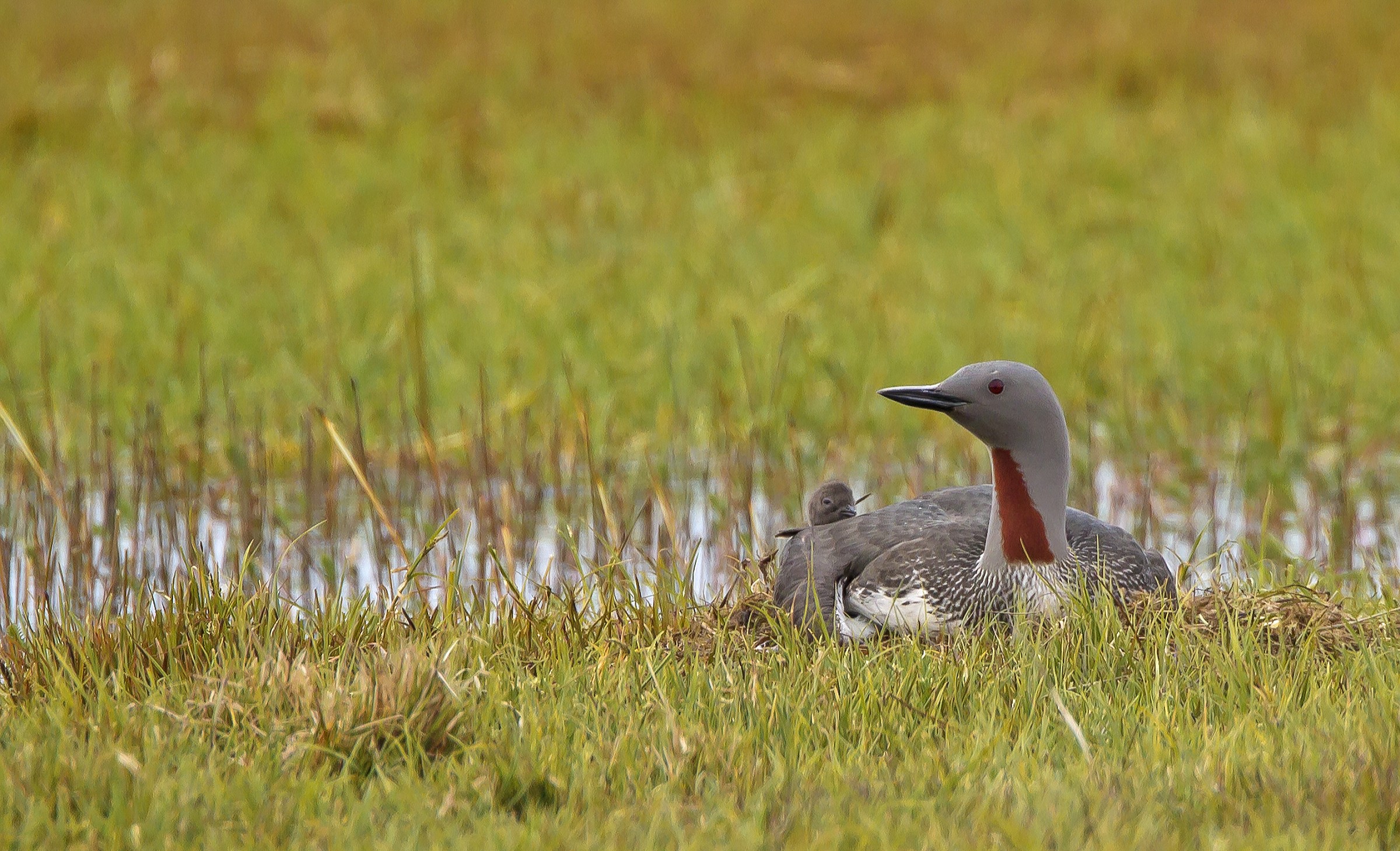 Il primo sguardo sul mondo
