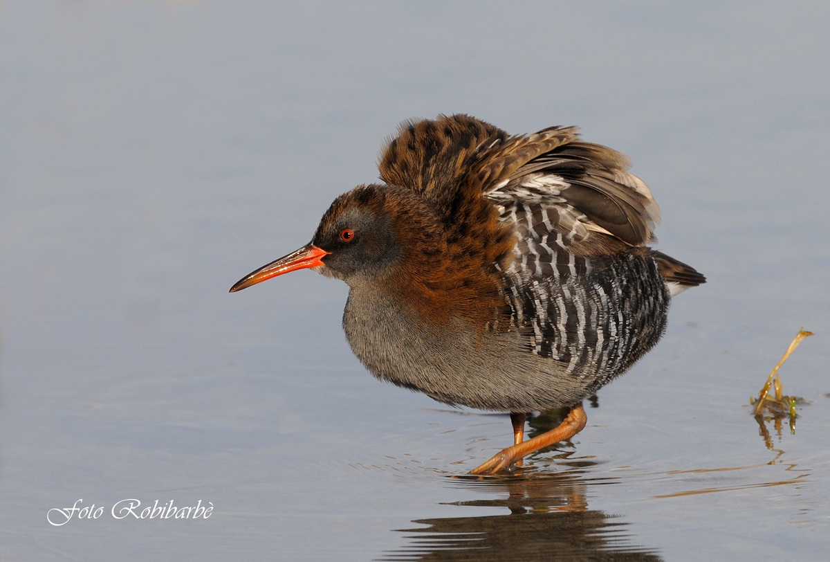 Porciglione... arruffato...