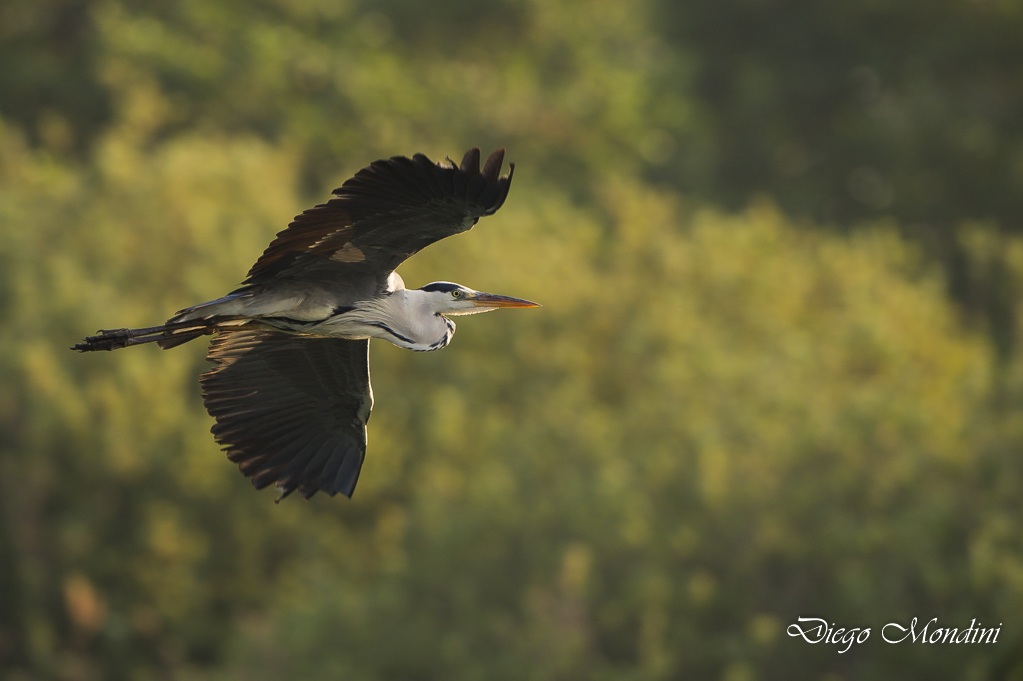 Heron vs light - heron vs light