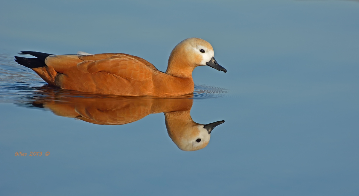 Ruddy Shelduck (Tadorna ferruginea)