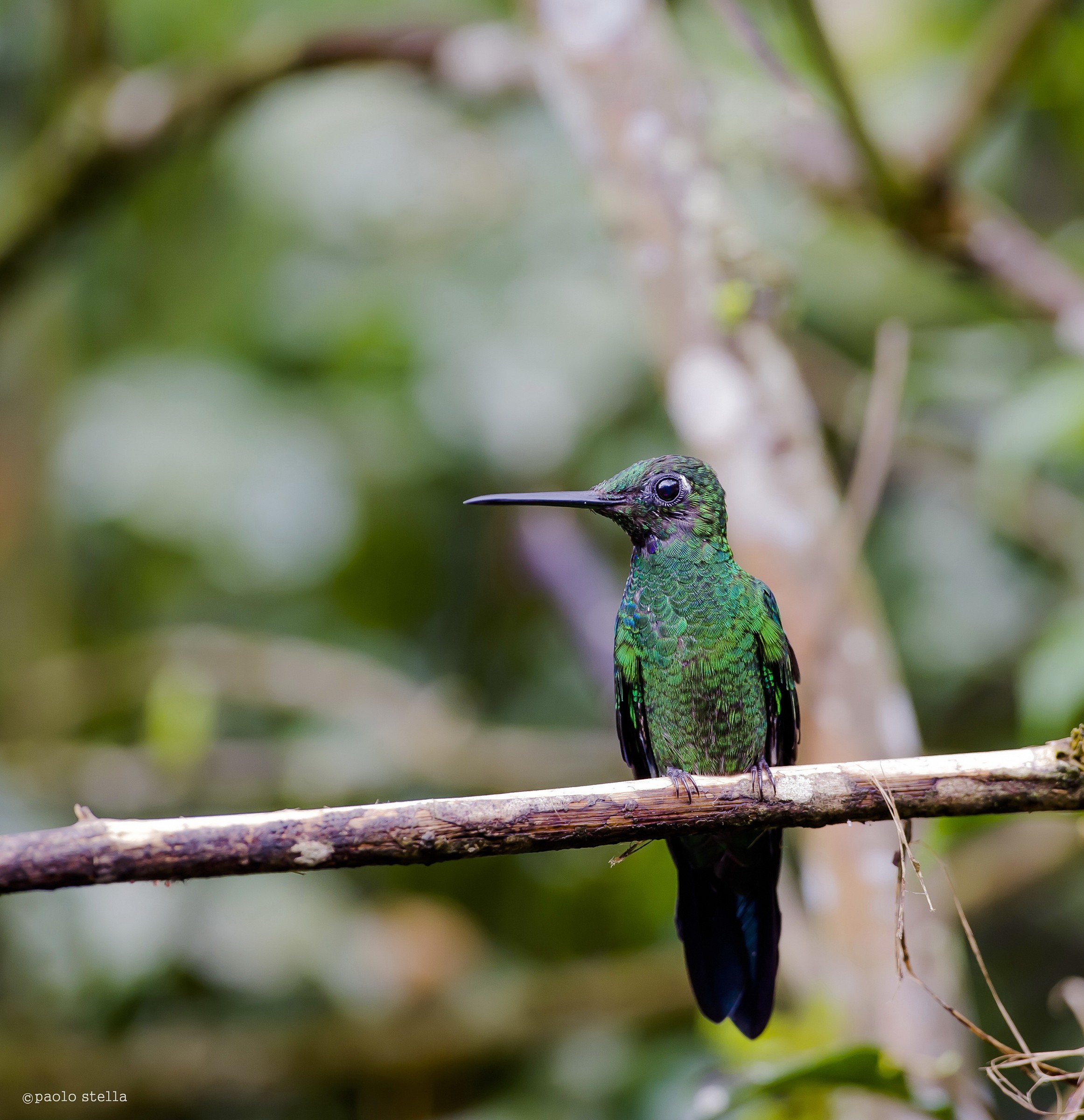 Sparkling Violetear (Colibri coruscans)