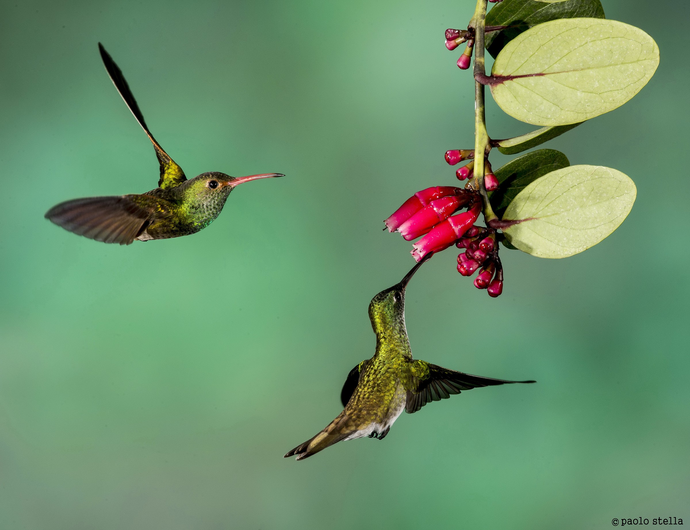 Rufous-tailed Hummingbird (Amazilia tzacatl)