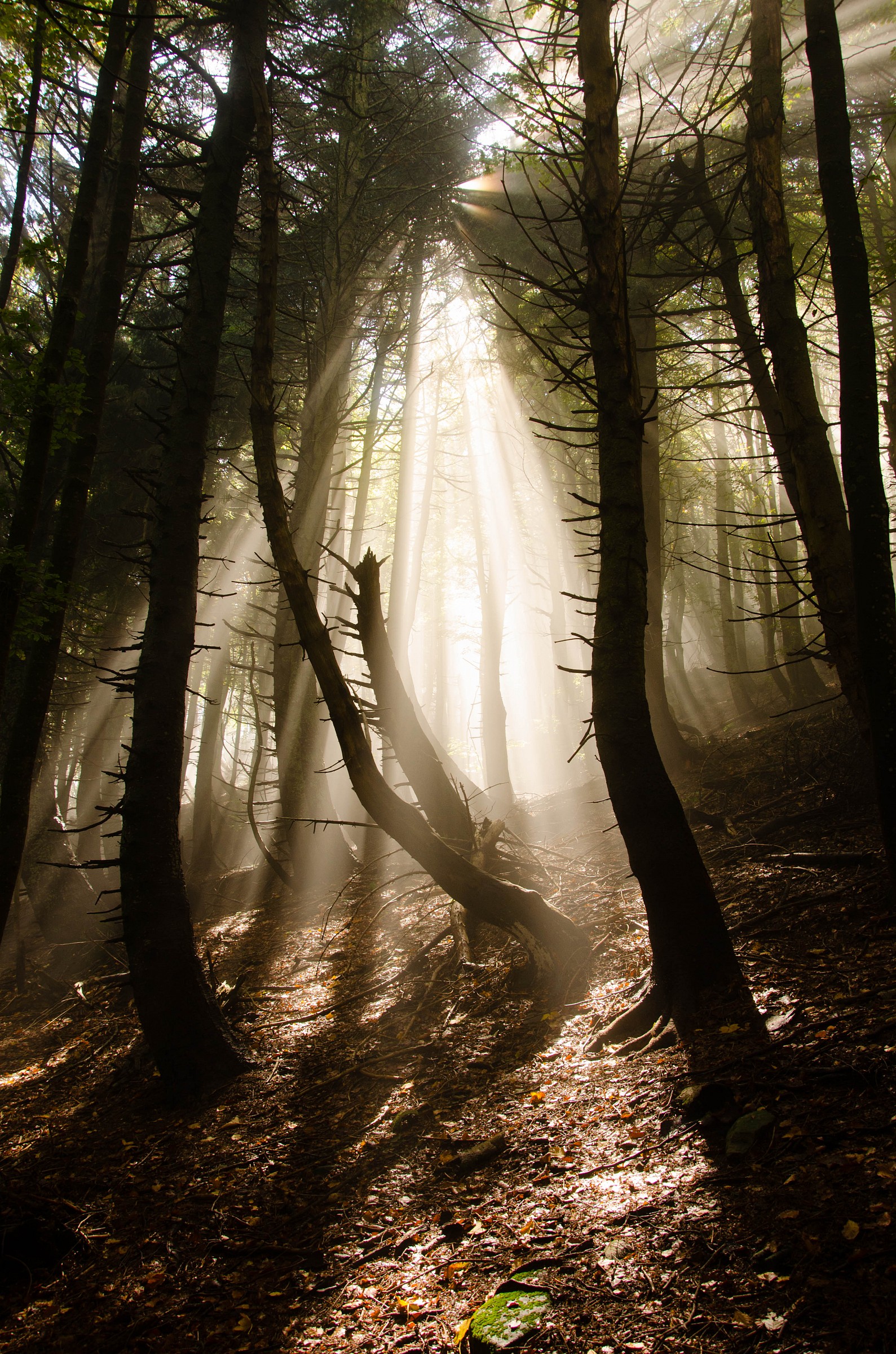 Sunbeams in the forest