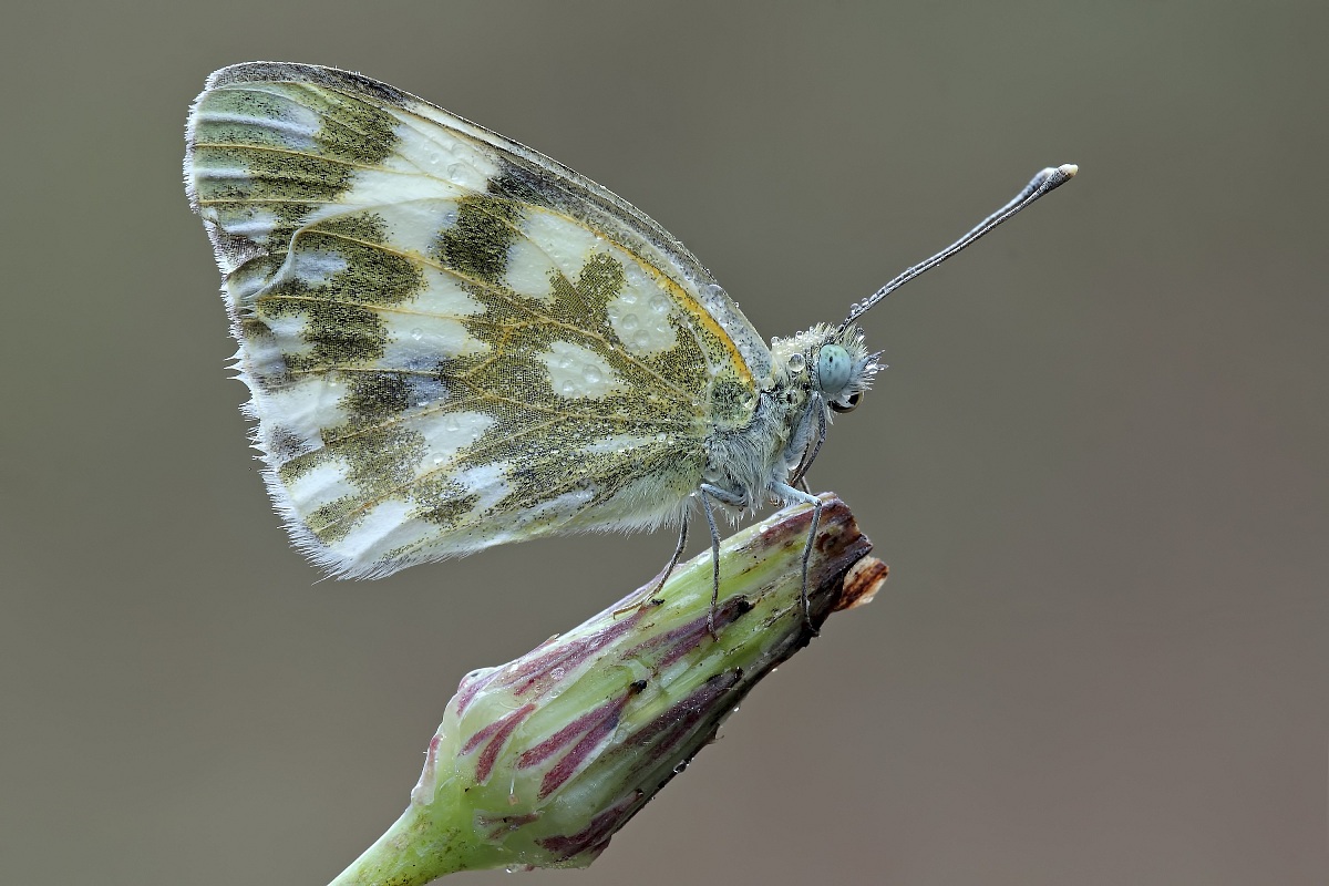 Classica E Bagnata !