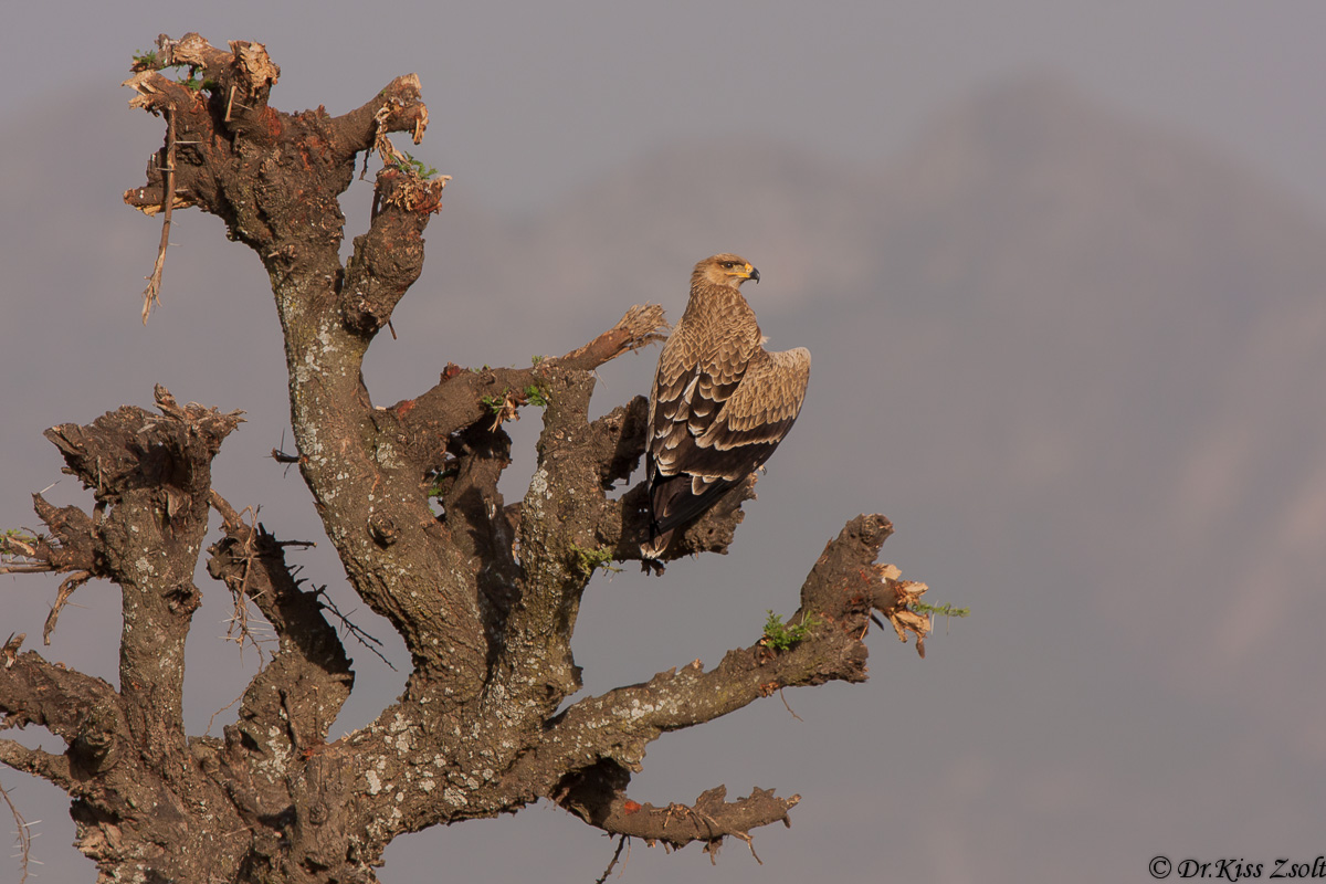 Tawny eagle