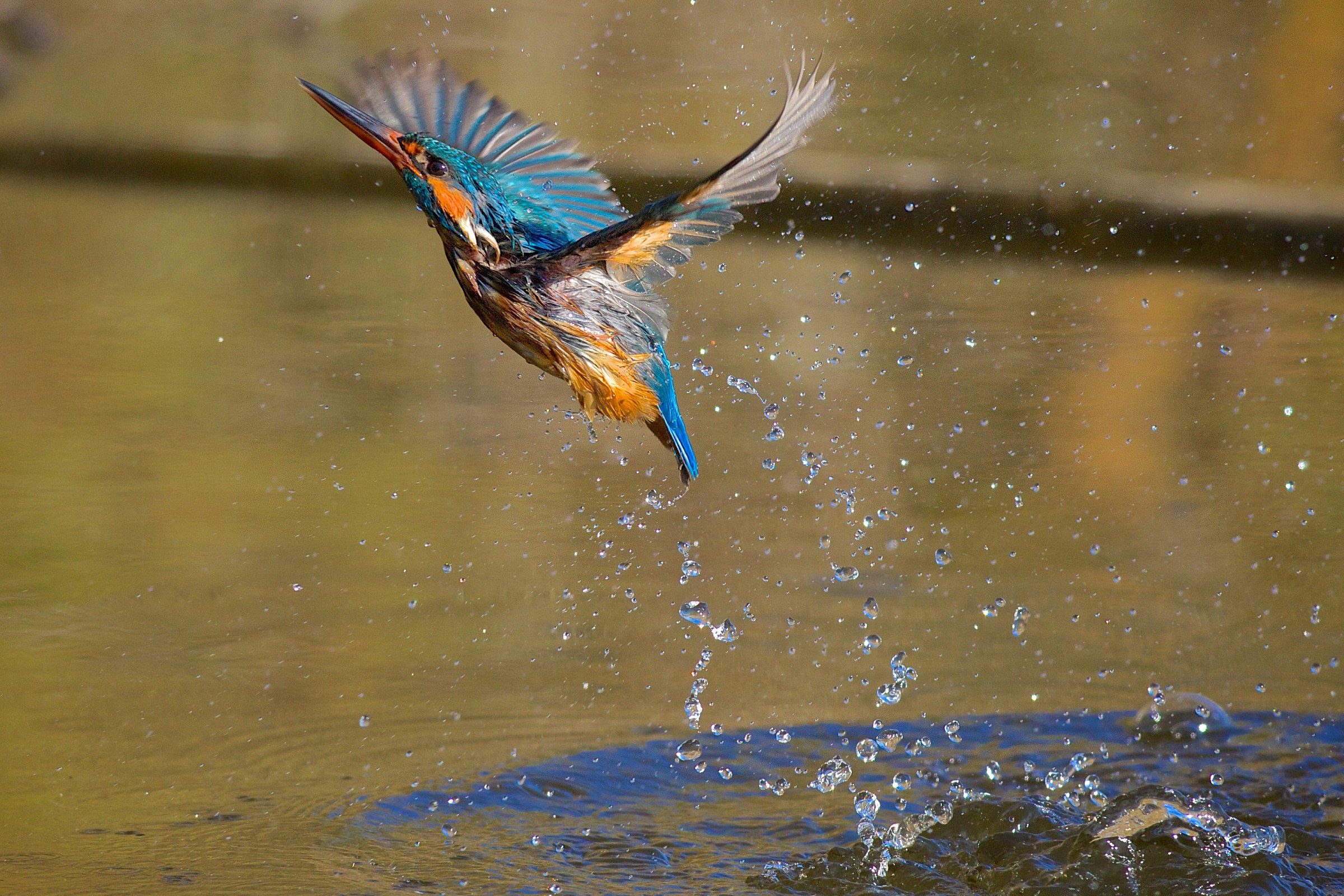 Spread your wings and fly away!