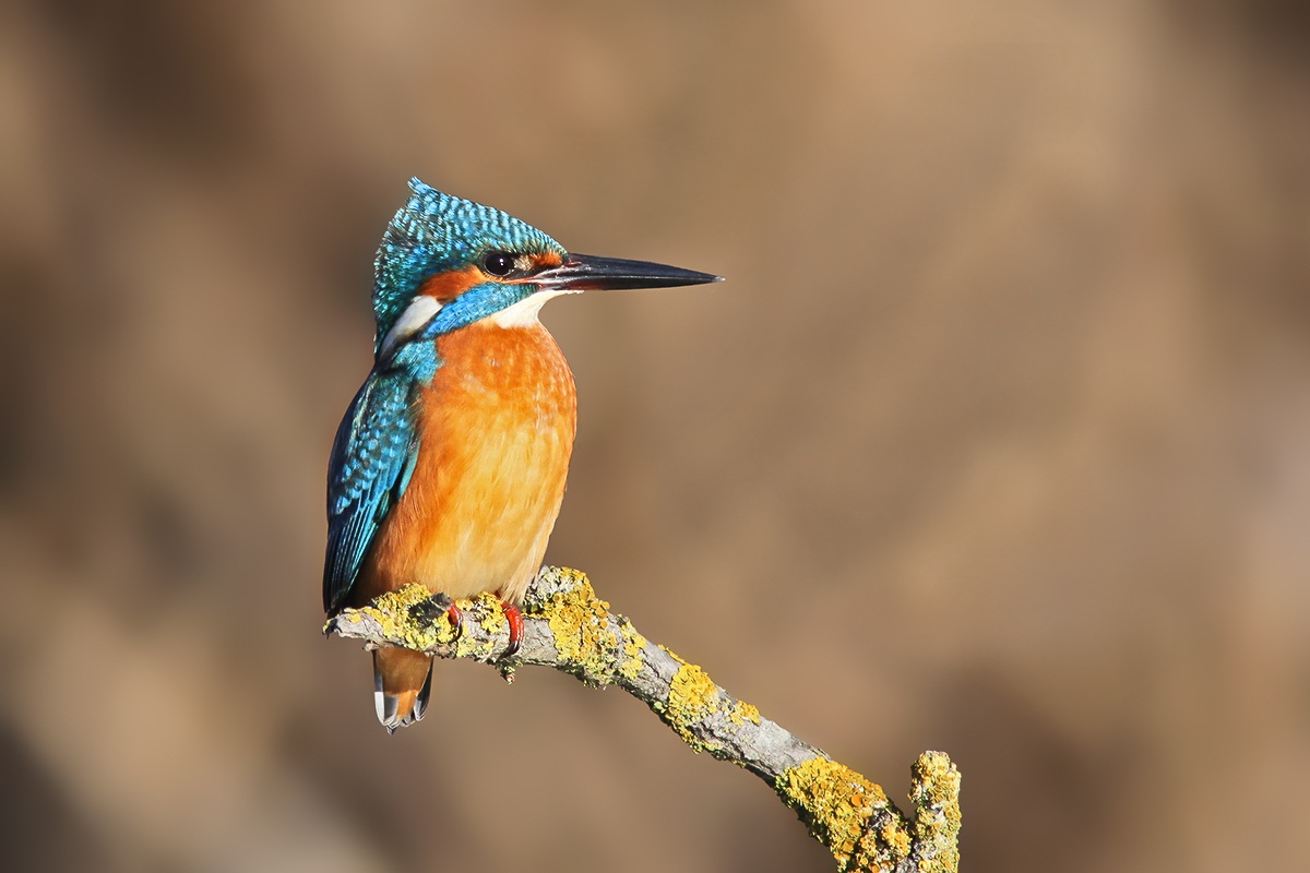 Kingfisher