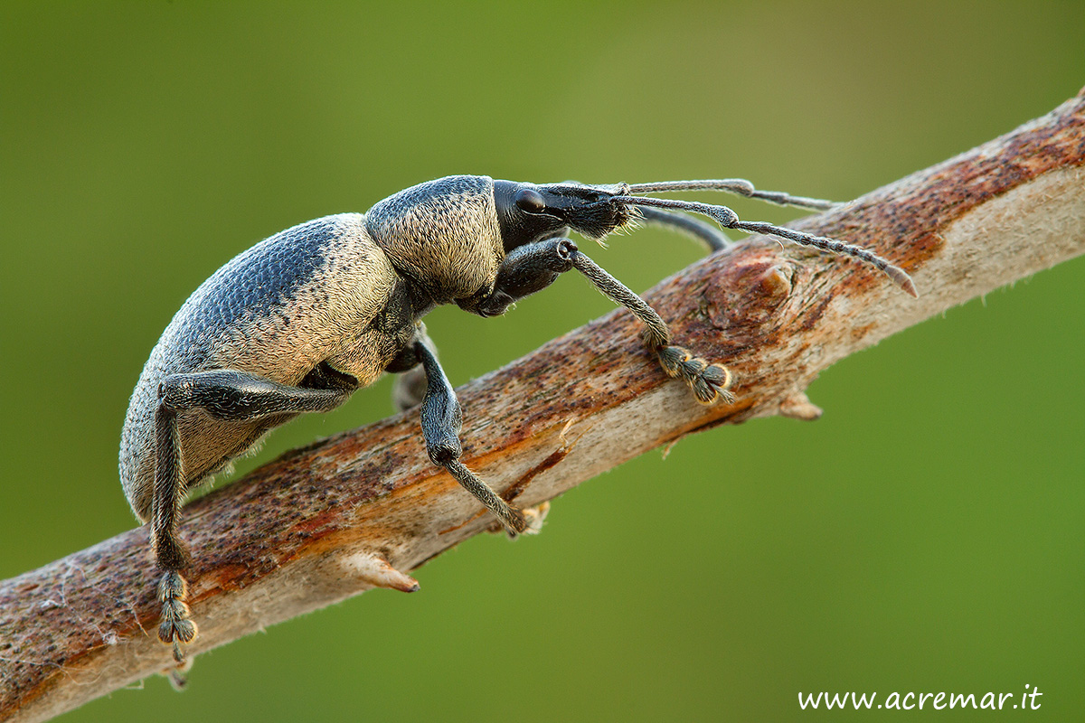 Otiorhynchus vehemensun