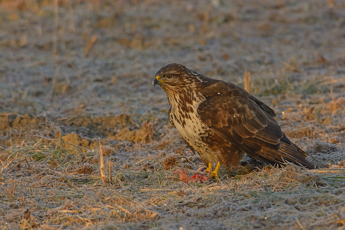 At the first ray of sunshine ...