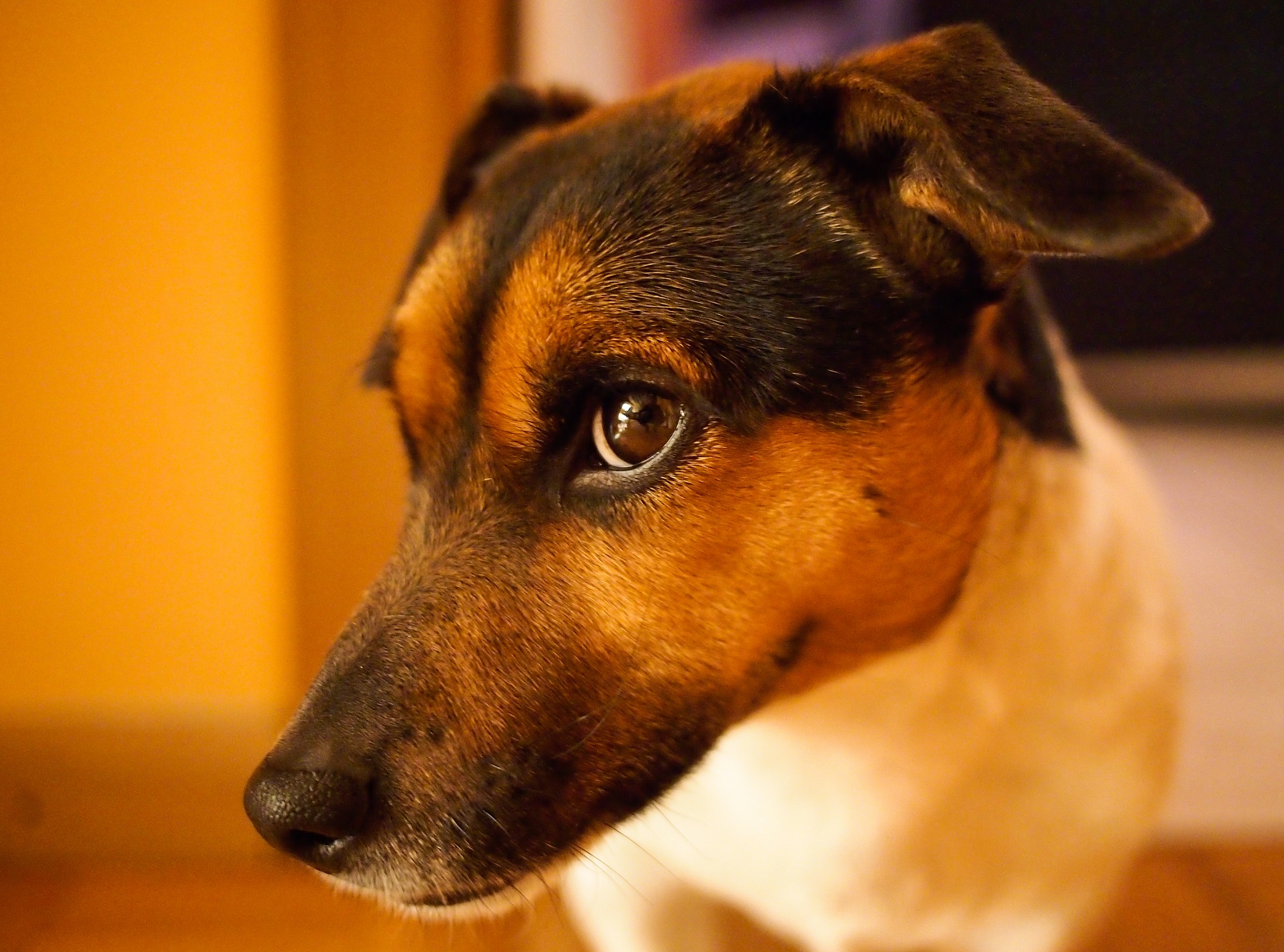 Che sguardo la mia cagnolina!