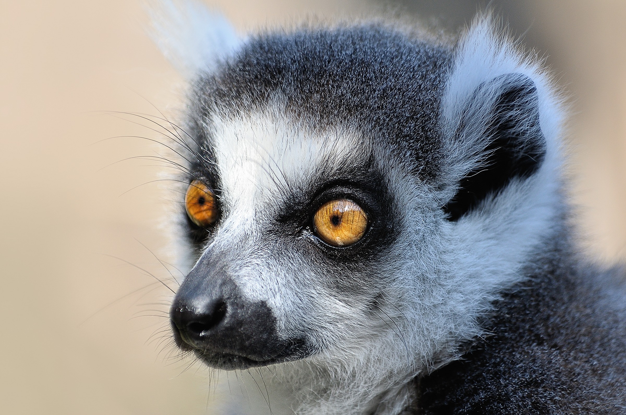 Lemur vision