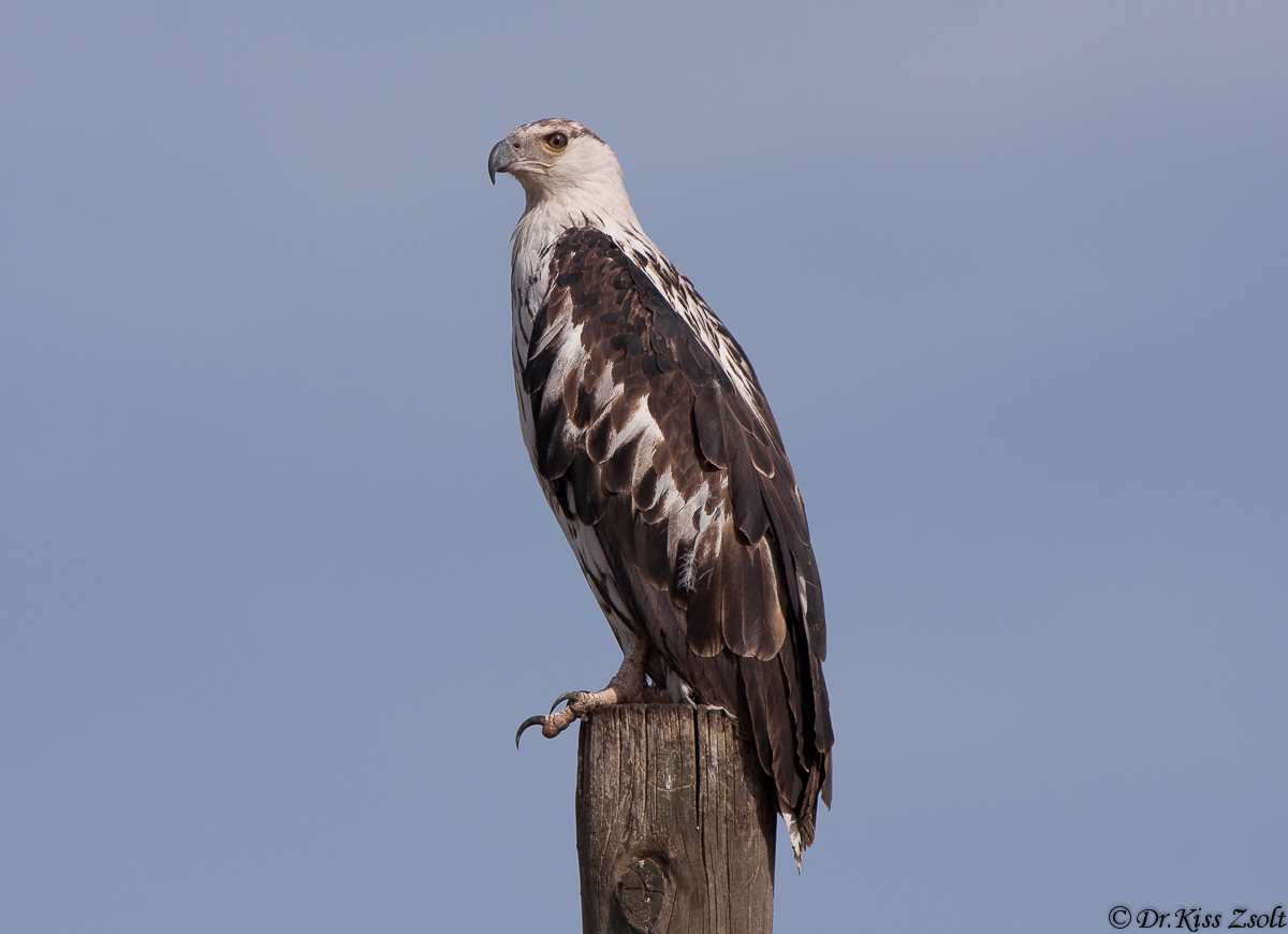 African Fish-eagle