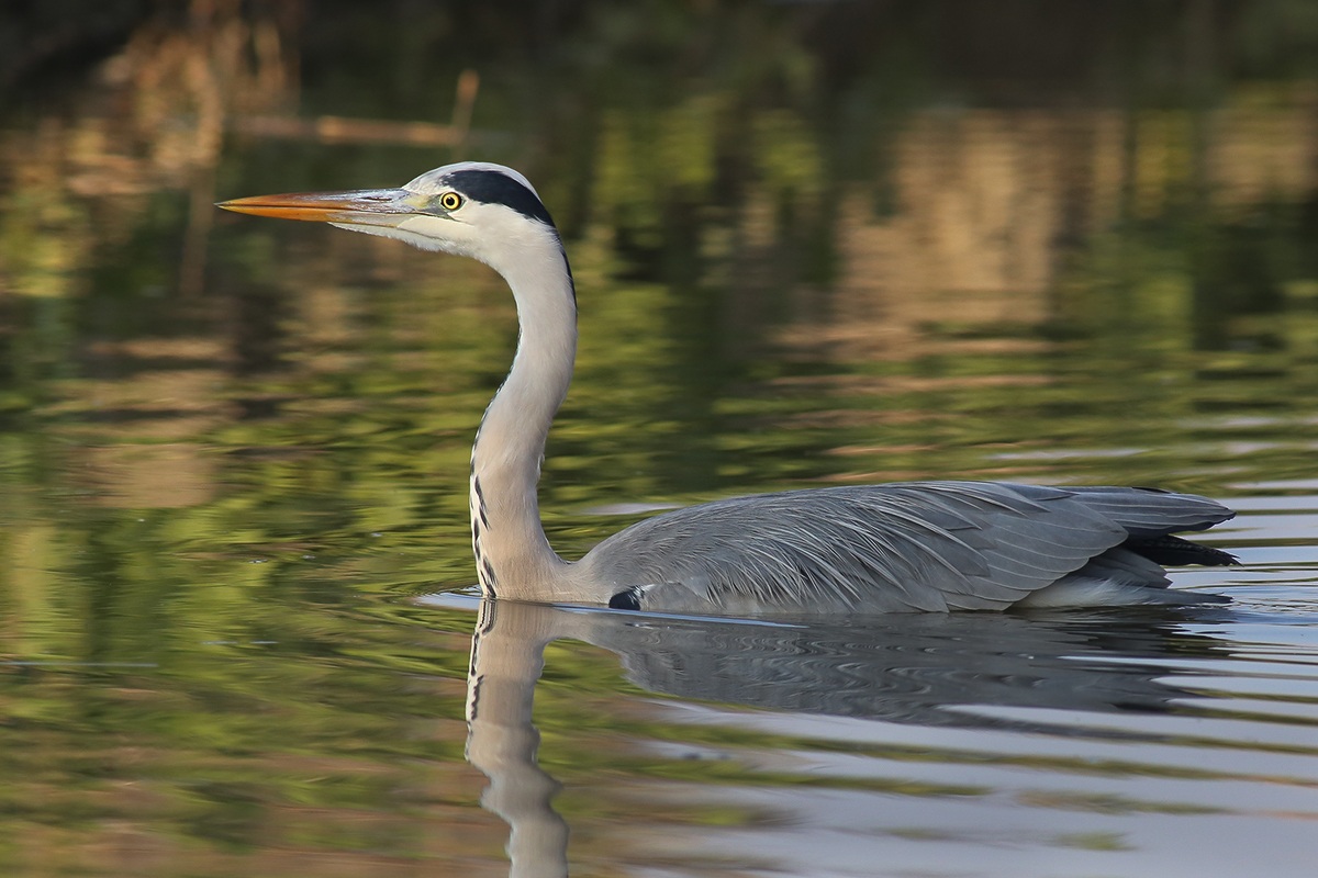 Heron