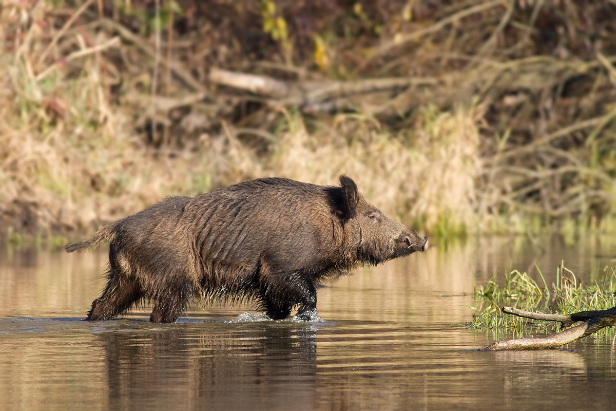 Il guado del cinghiale