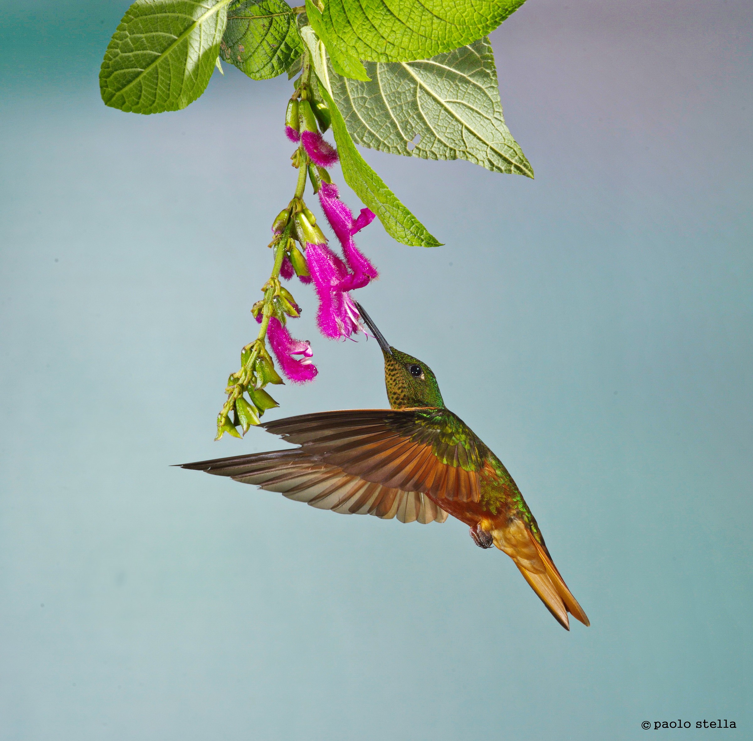 Rufous-tailed Hummingbird