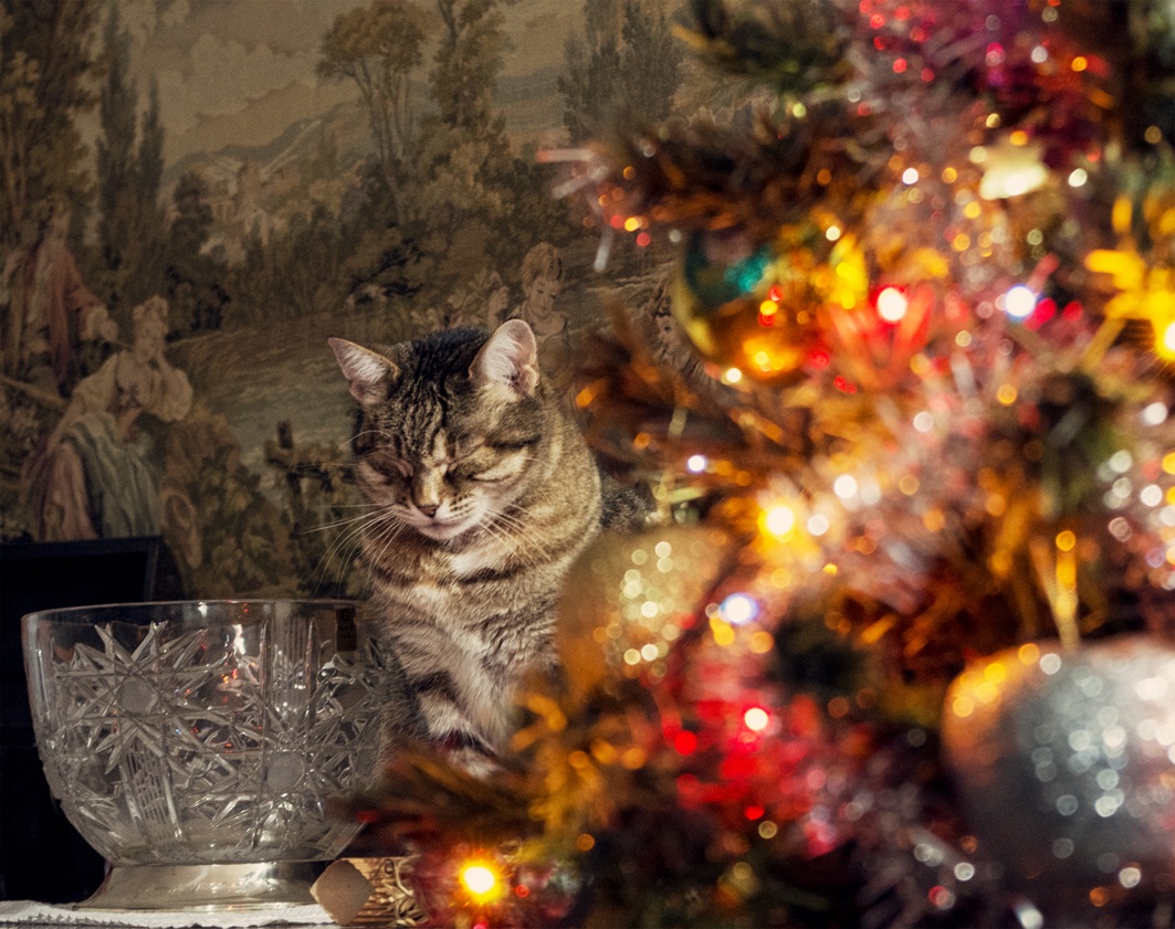 Trying to blend in...