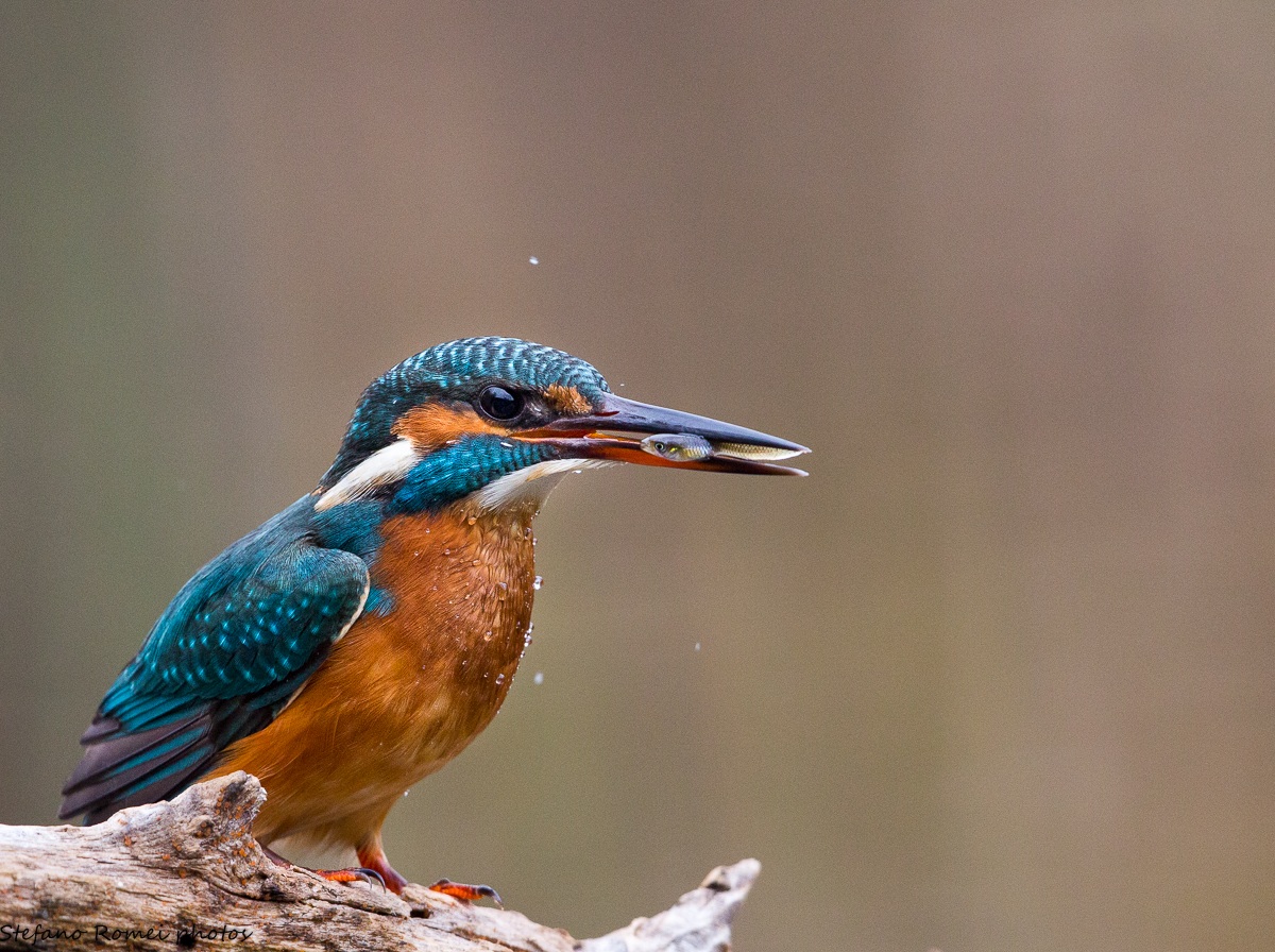 il martino & il pesciolino