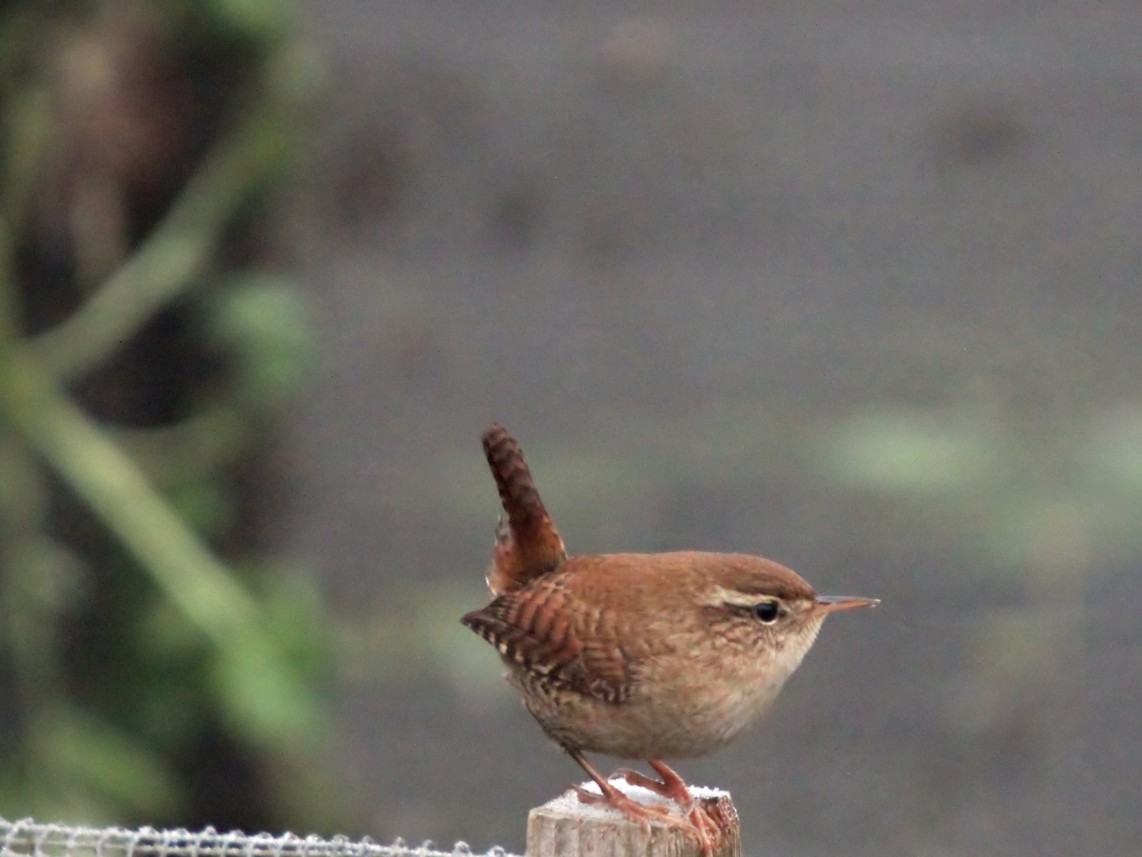 wren