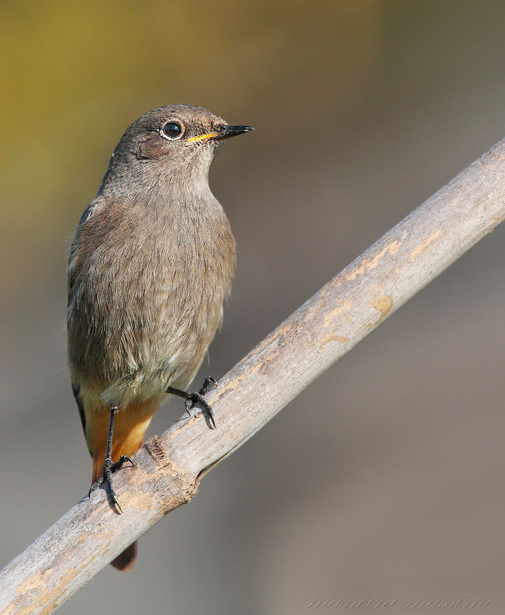 codirosso spazzacamino (Phoenicurus ochruros)