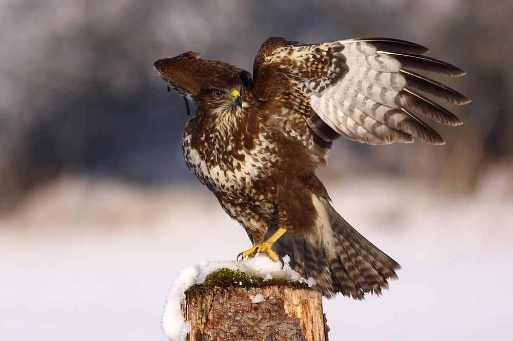 Buteo buteo