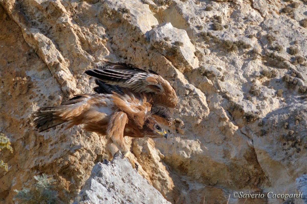 Aquila di Bonelli