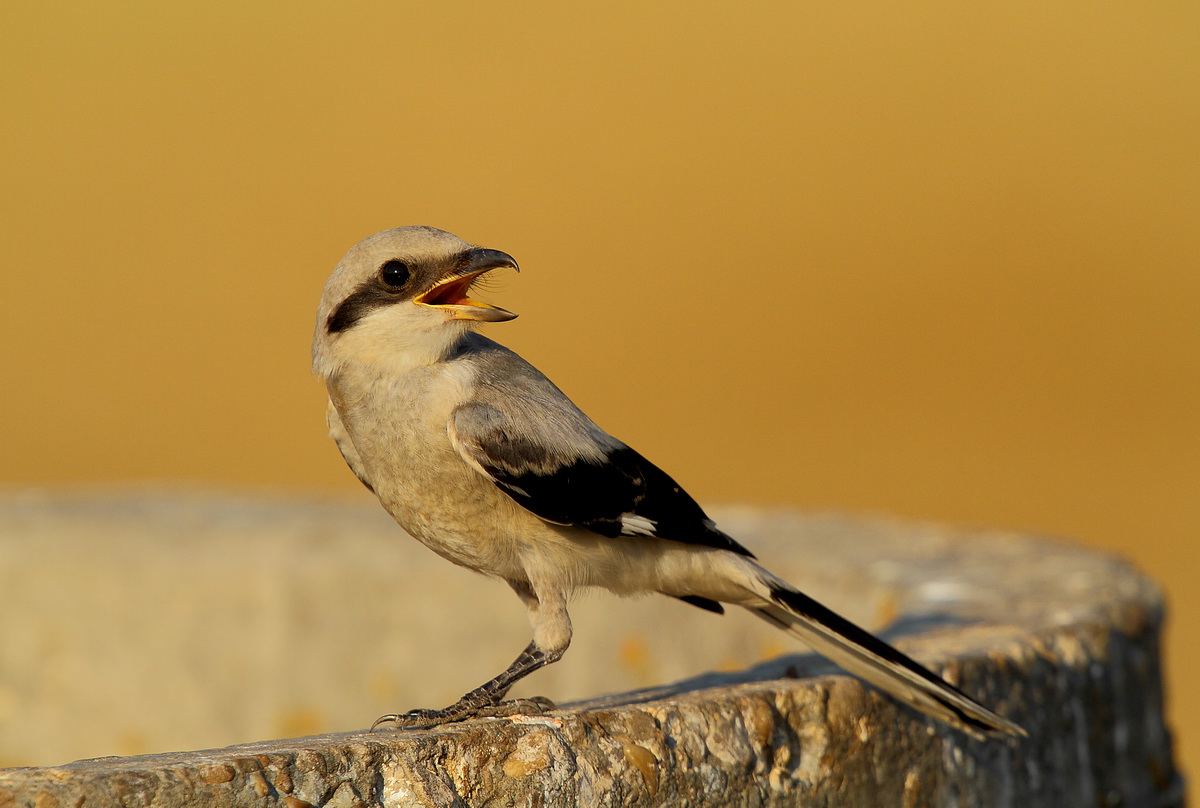 averla maggiore (primo inverno)