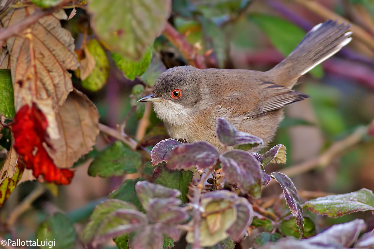 Sardinian Warbler (Sylvia melanocephala)