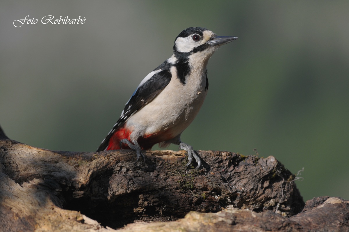 Picchio rosso maggiore ...