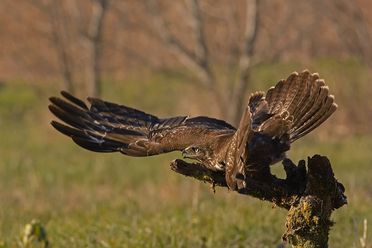 Buzzard aggressive ...