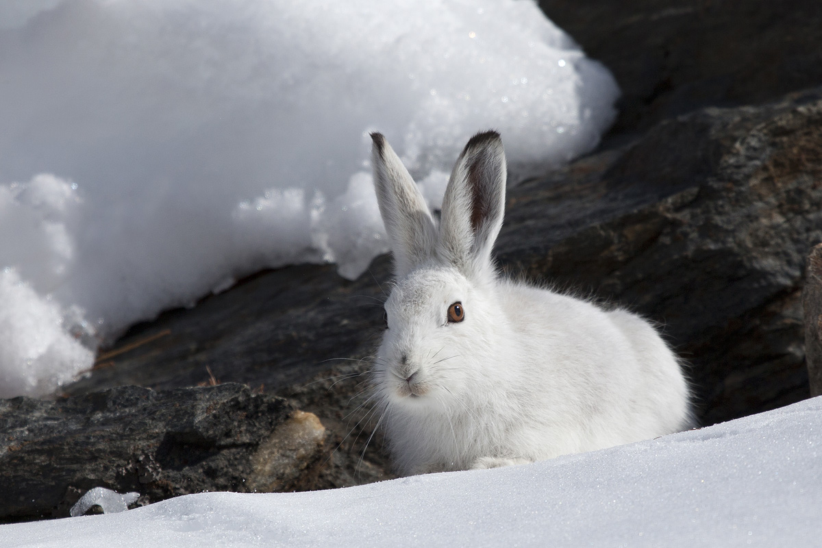 lepre in manto candido invernale