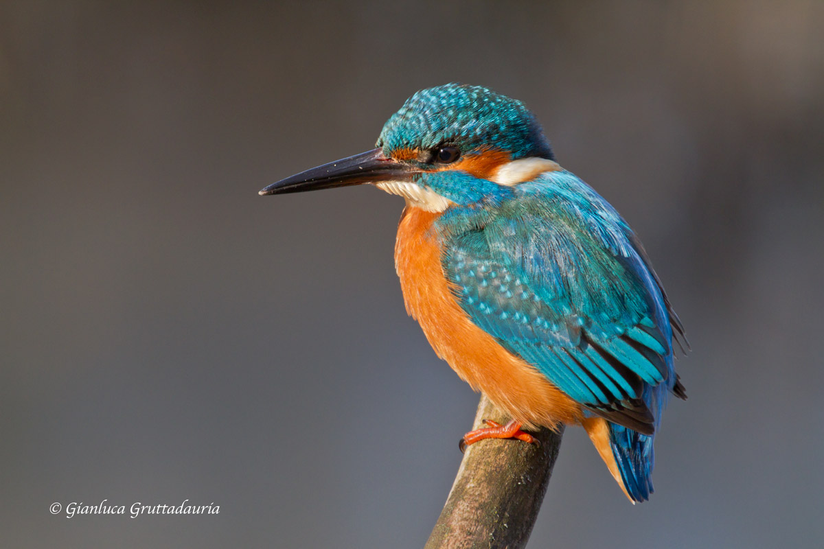 Kingfisher male no crop