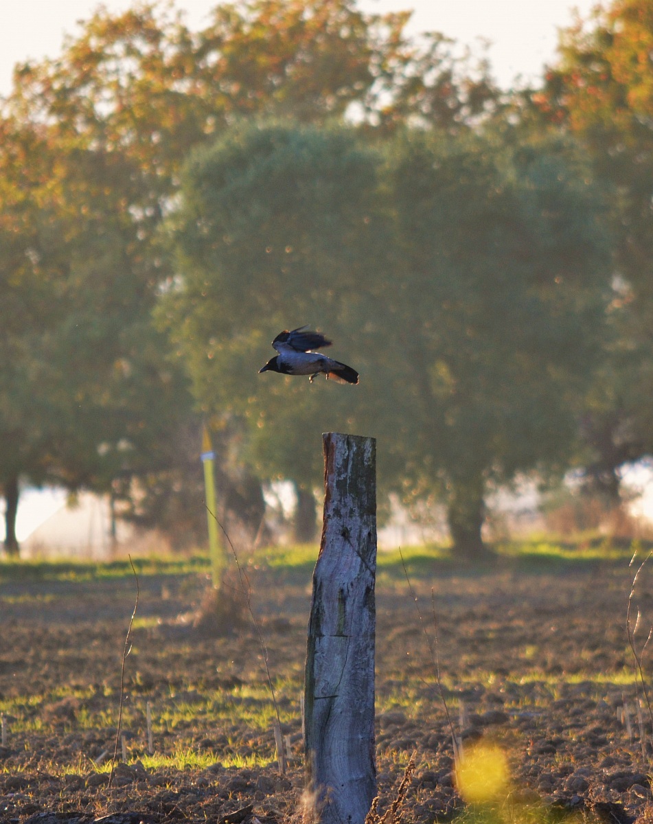 Standing out the great flight