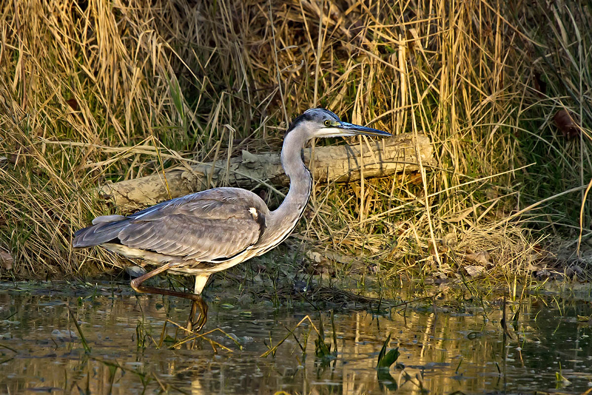 Cinerino - Oasis of Alviano