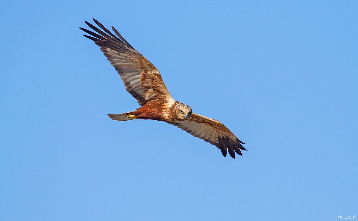 Falco di palude maschio