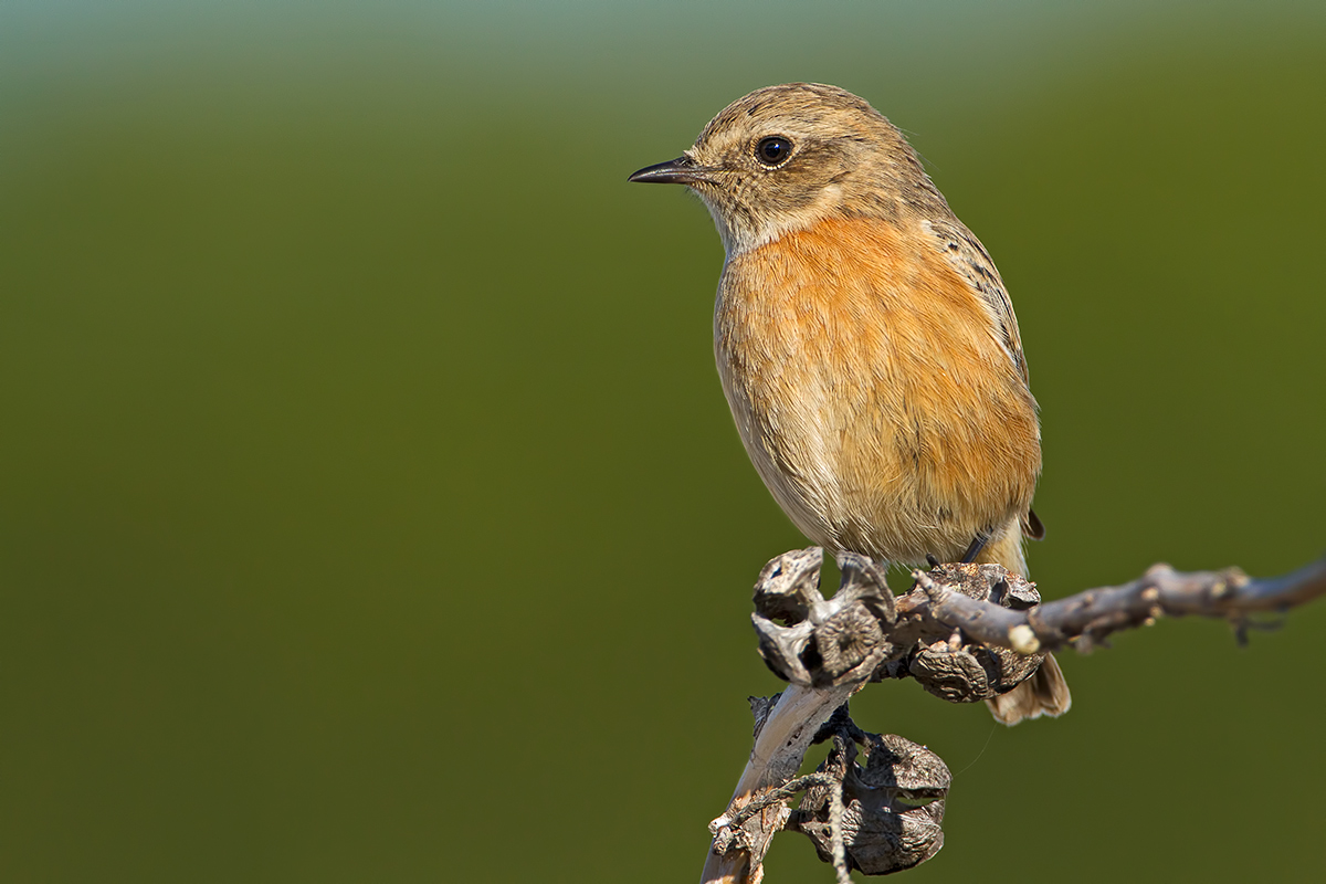 Female Stonechat
