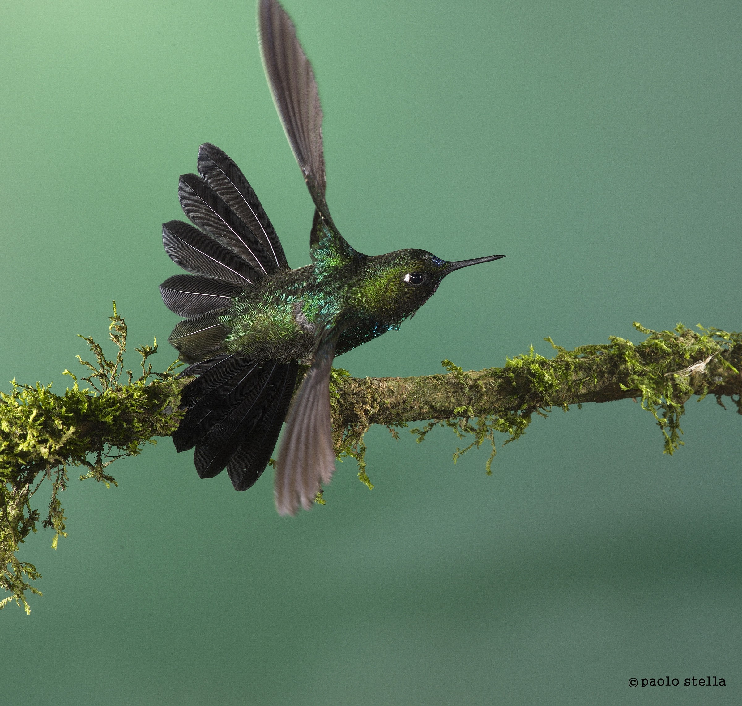 Collared Inca F (Coeligena torquata)
