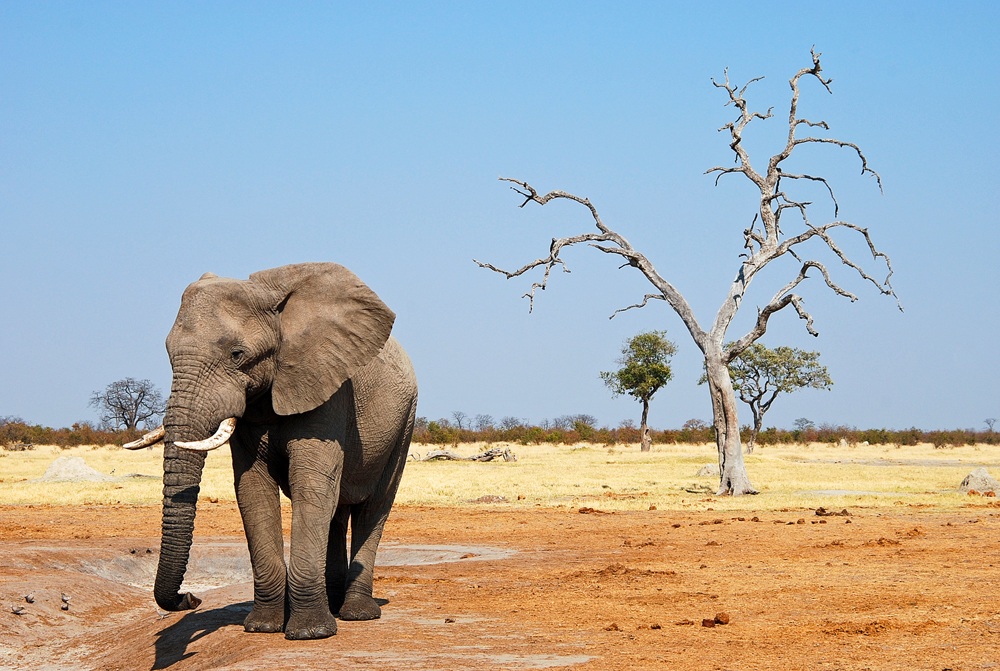 Elefanti in Botswana