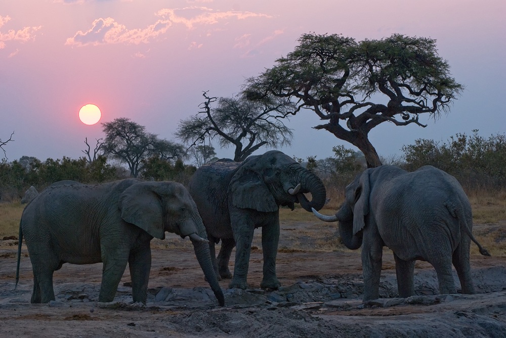 Elefanti in Botswana